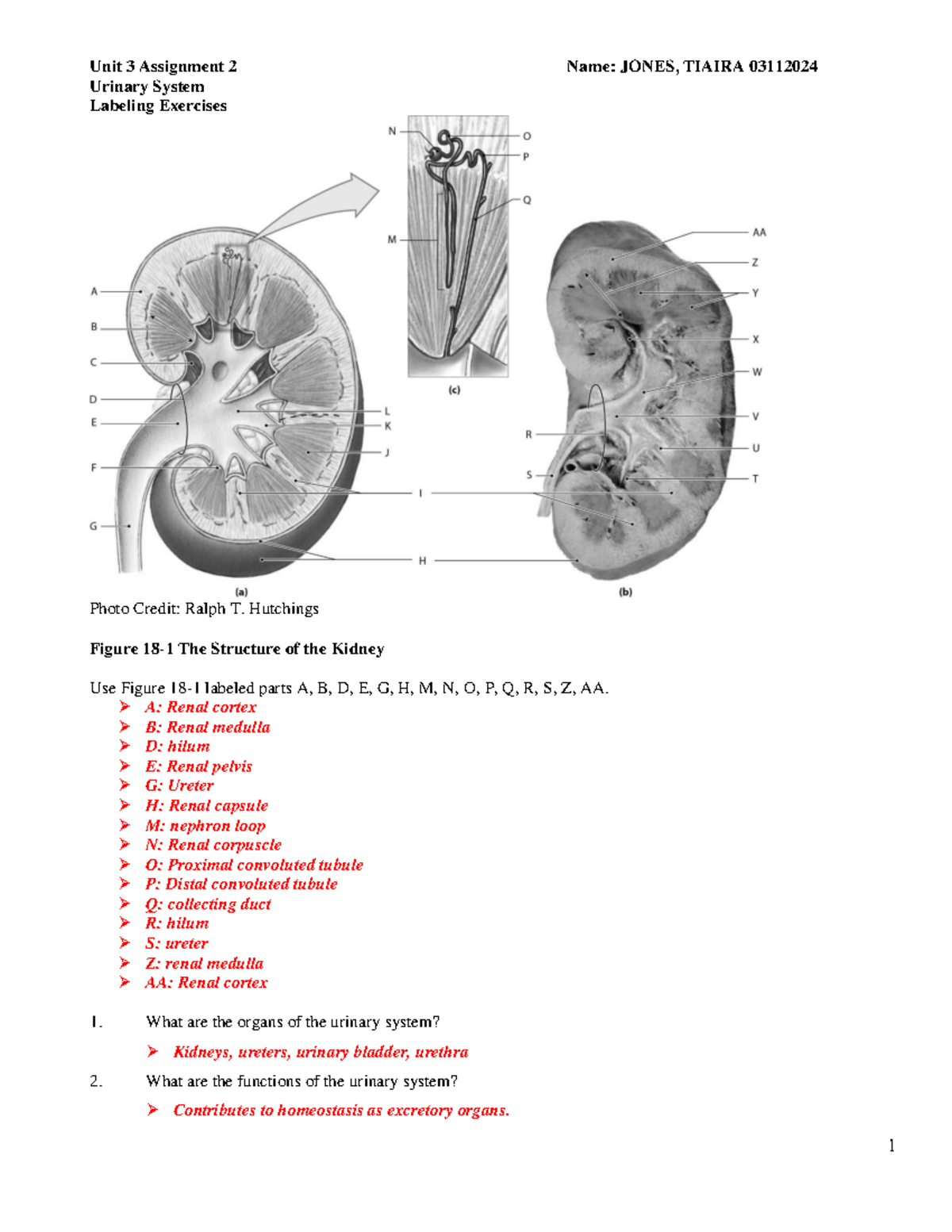 BIO116HW Unit 3 Assignment 2: Urinary System Labeling Exercises - Studocu