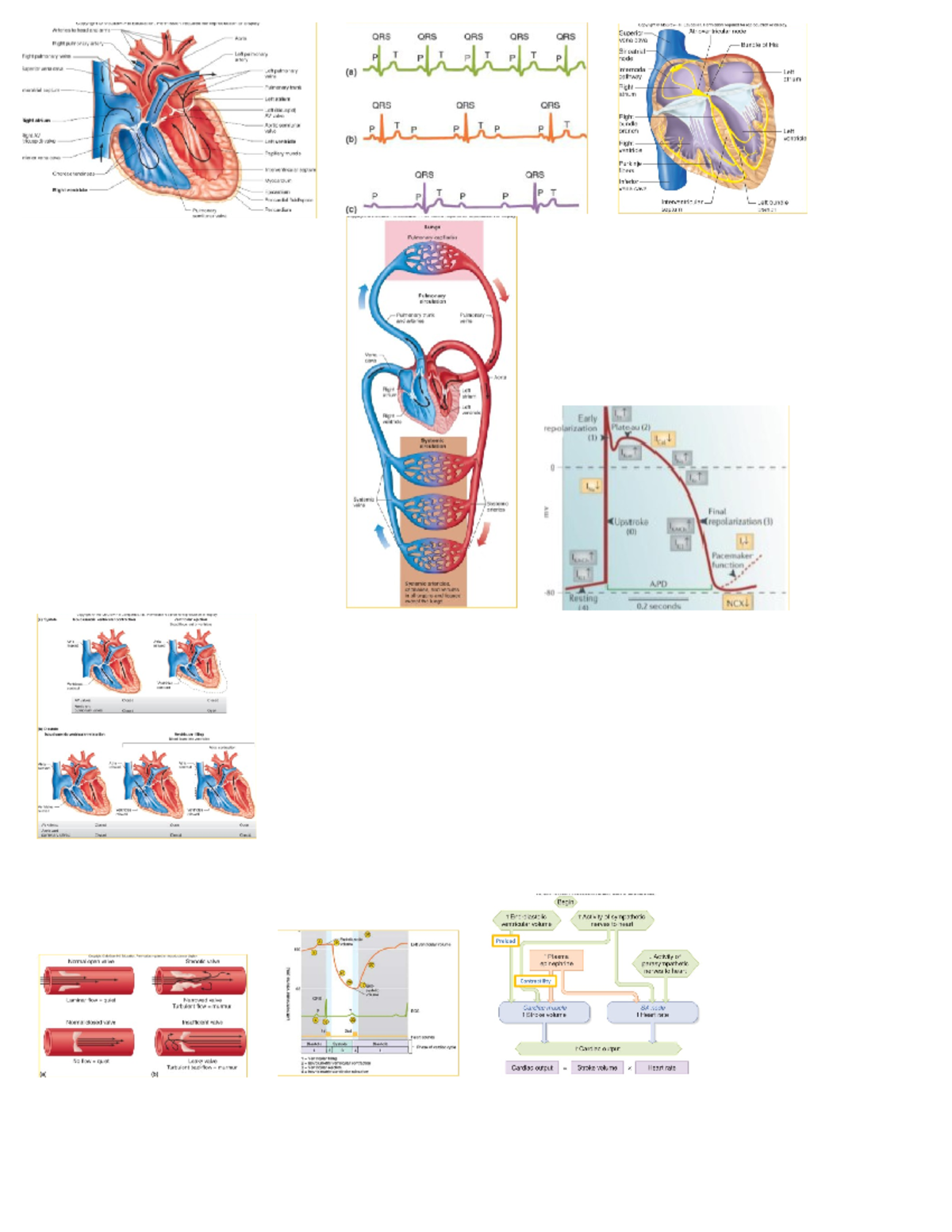 Hphys Exam 4 Notesheet - Key Concepts in Cardiac Physiology - Studocu