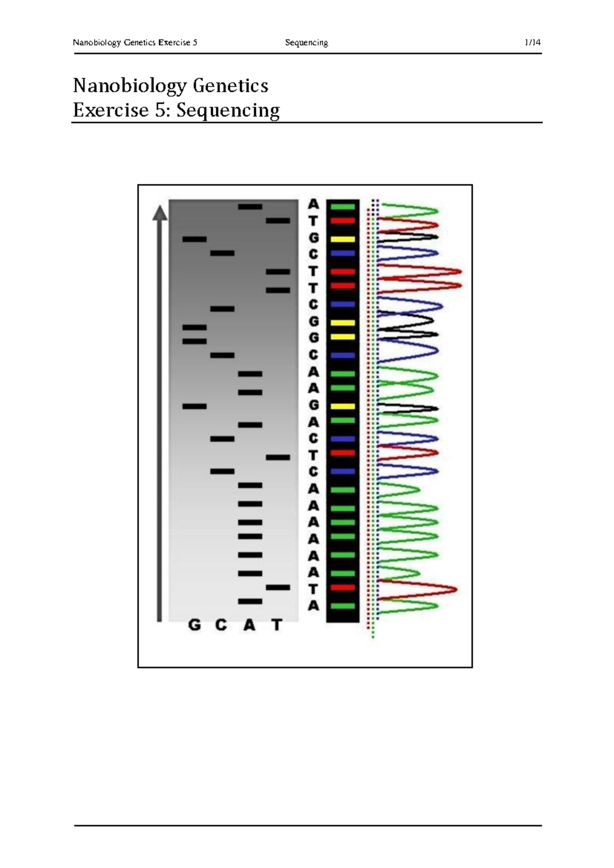 NB Genetics Exercise 5: Sequencing Techniques and Analysis - Studeersnel