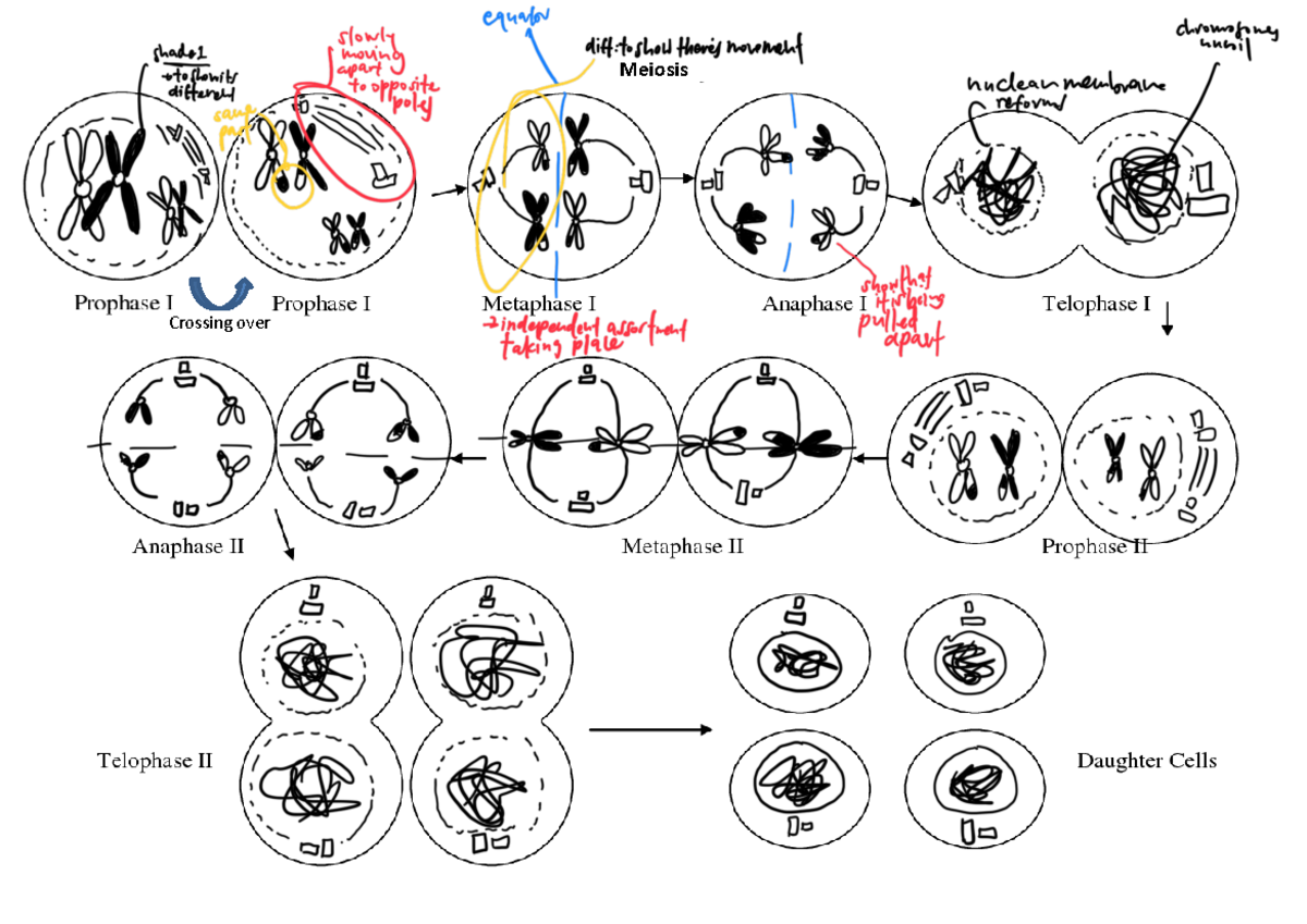 Meiosis Drawing Template: Stages & Key Processes - Studocu