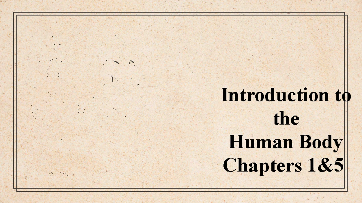Integumentary System Overview and Key Concepts - Studocu