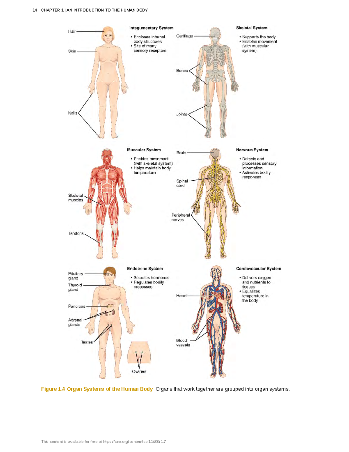 Anatomy-physiology-8 - Figure 1 Organ Systems of the Human Body Organs ...