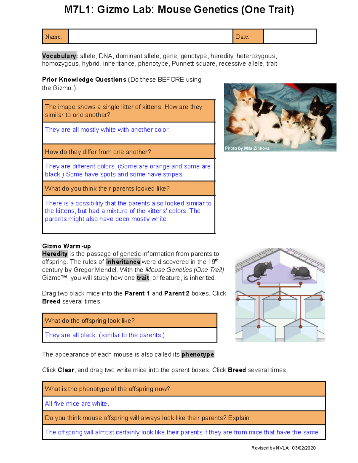 Copy of M7L1 Mouse Genetics 1 Trait - Name: Date: Vocabulary