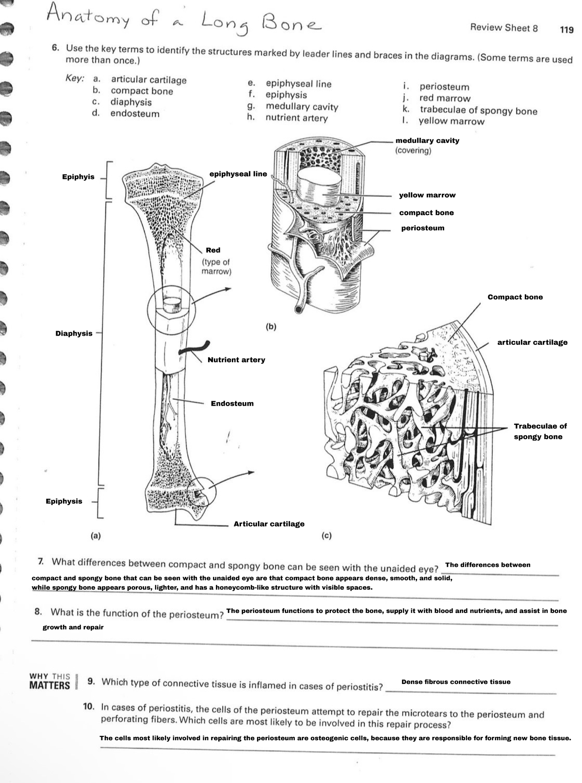 Bone Structure and Function: Compact vs. Spongy Bone Insights - Studocu