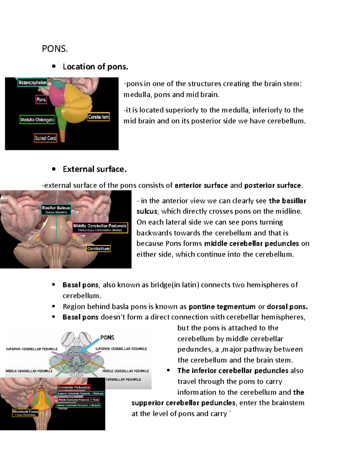 Pons and Midbrain - Anatomy Notes for Neuroanatomy (NEU 301) - Studocu