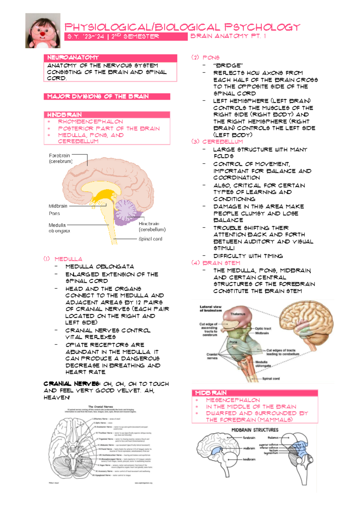 PHYP Midterm Summary - Neuroanatomy and Brain Function Insights - Studocu