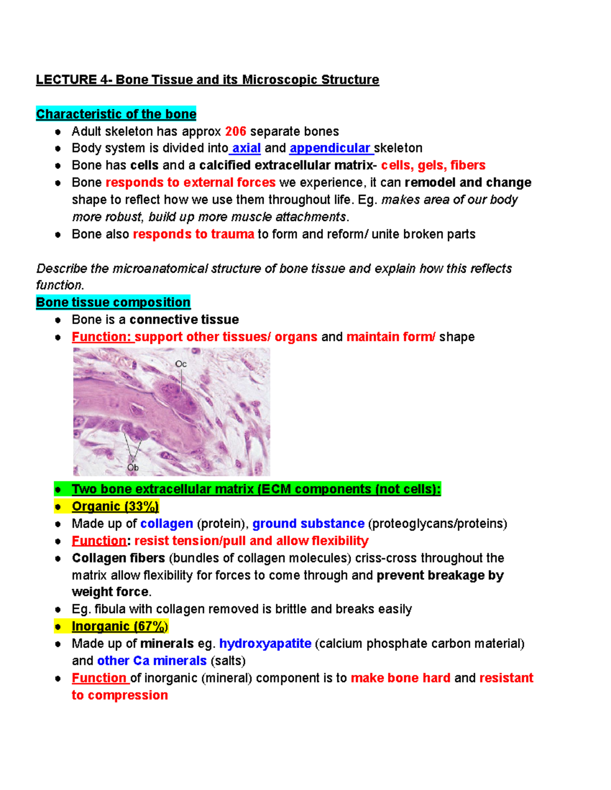 HUBS 191 Lecture 4 Notes: Bone Tissue Structure and Function - Studocu