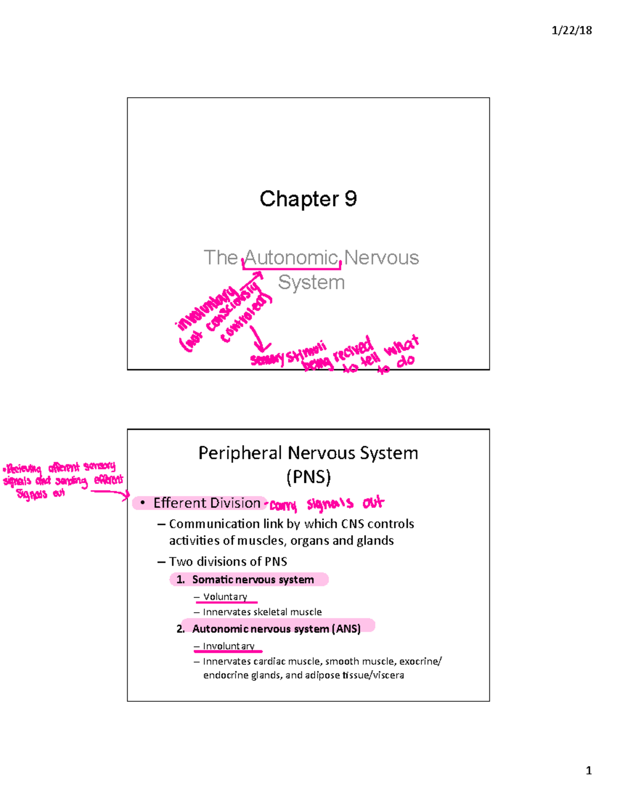 Chapter 9: Autonomic Nervous System Overview & Exam Prep Notes - Studocu