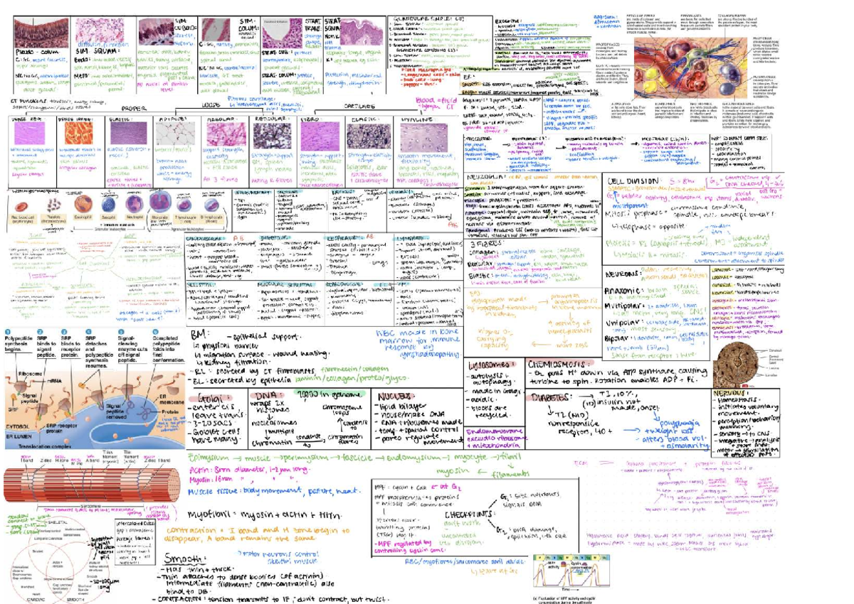 Updated Bio Cheat Sheet: Key Concepts and Structures in Anatomy - Studocu