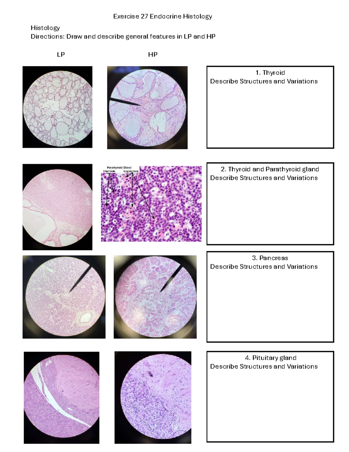 Practical 3 - Histology of Endocrine Structures and Variations - Studocu
