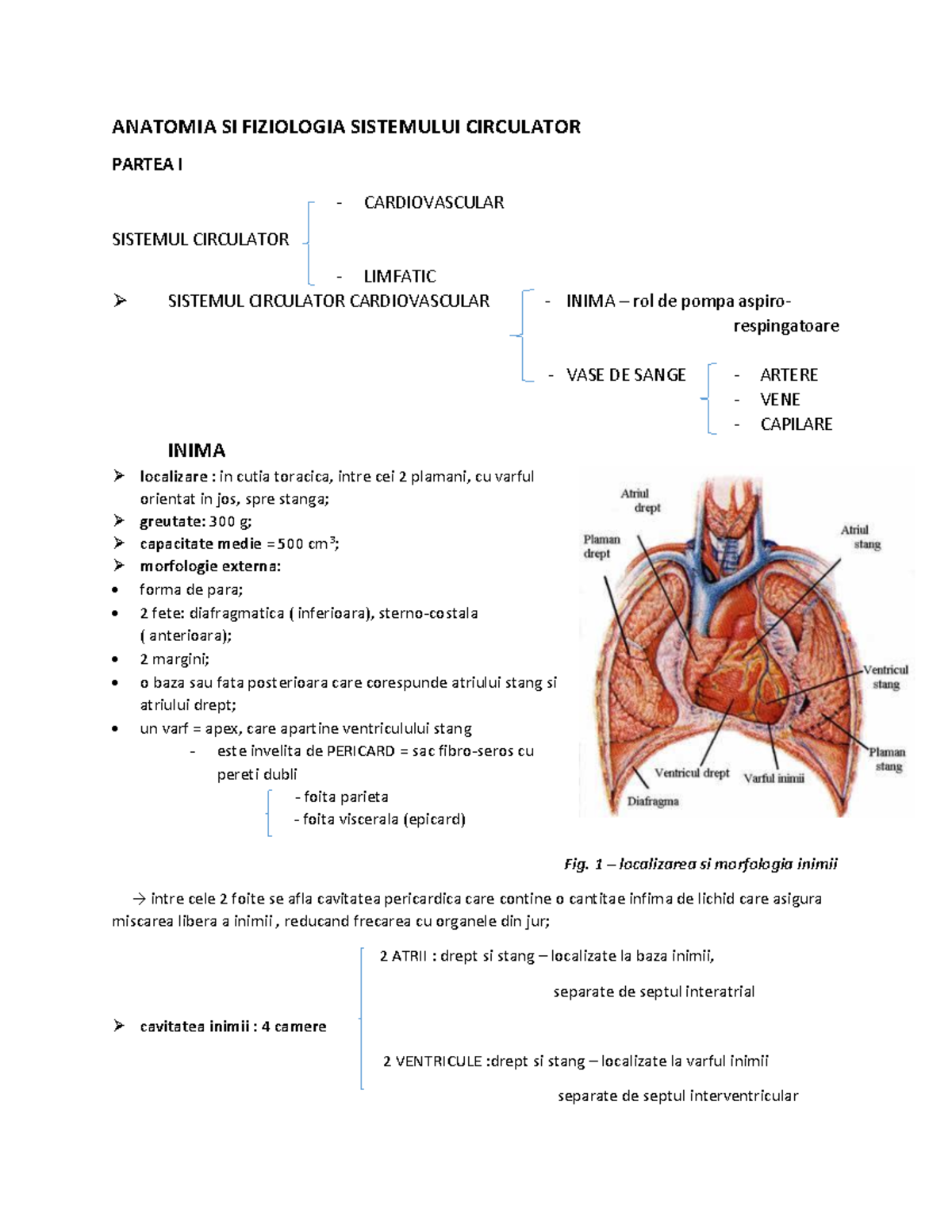 Anatomia și Fiziologia Sistemului Circulator - Detalii Cruciale - Studocu