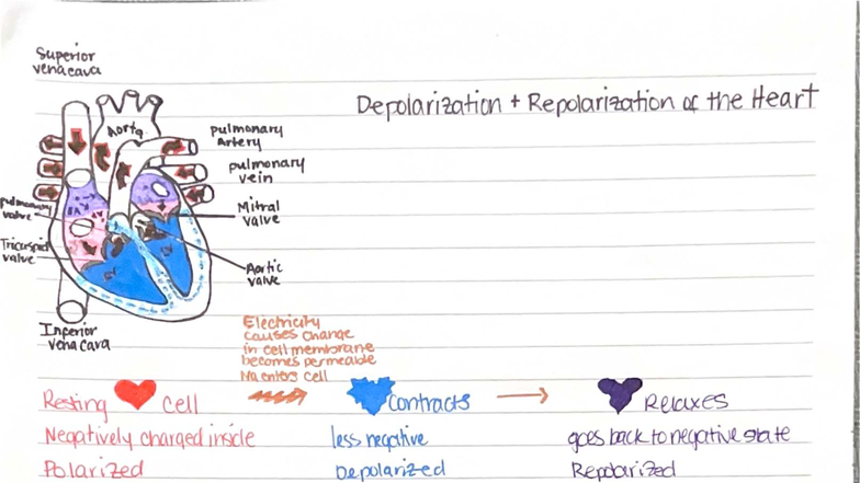 Depolarization & Repolarization of the Heart - BIO 101 Lecture Notes ...