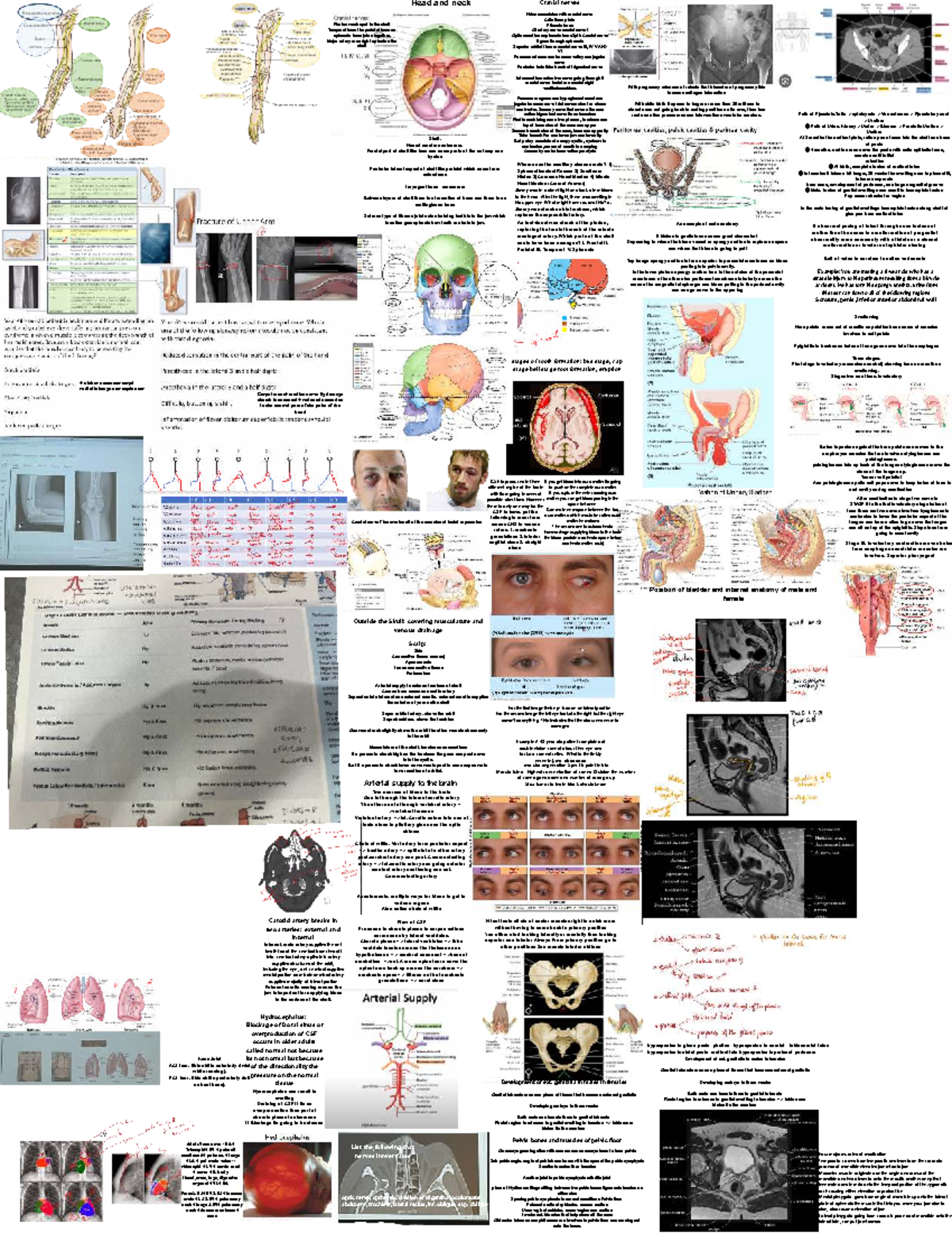 Cranial Nerves and Skull Anatomy: Final Exam Cheat Sheet (ANAT 101 ...
