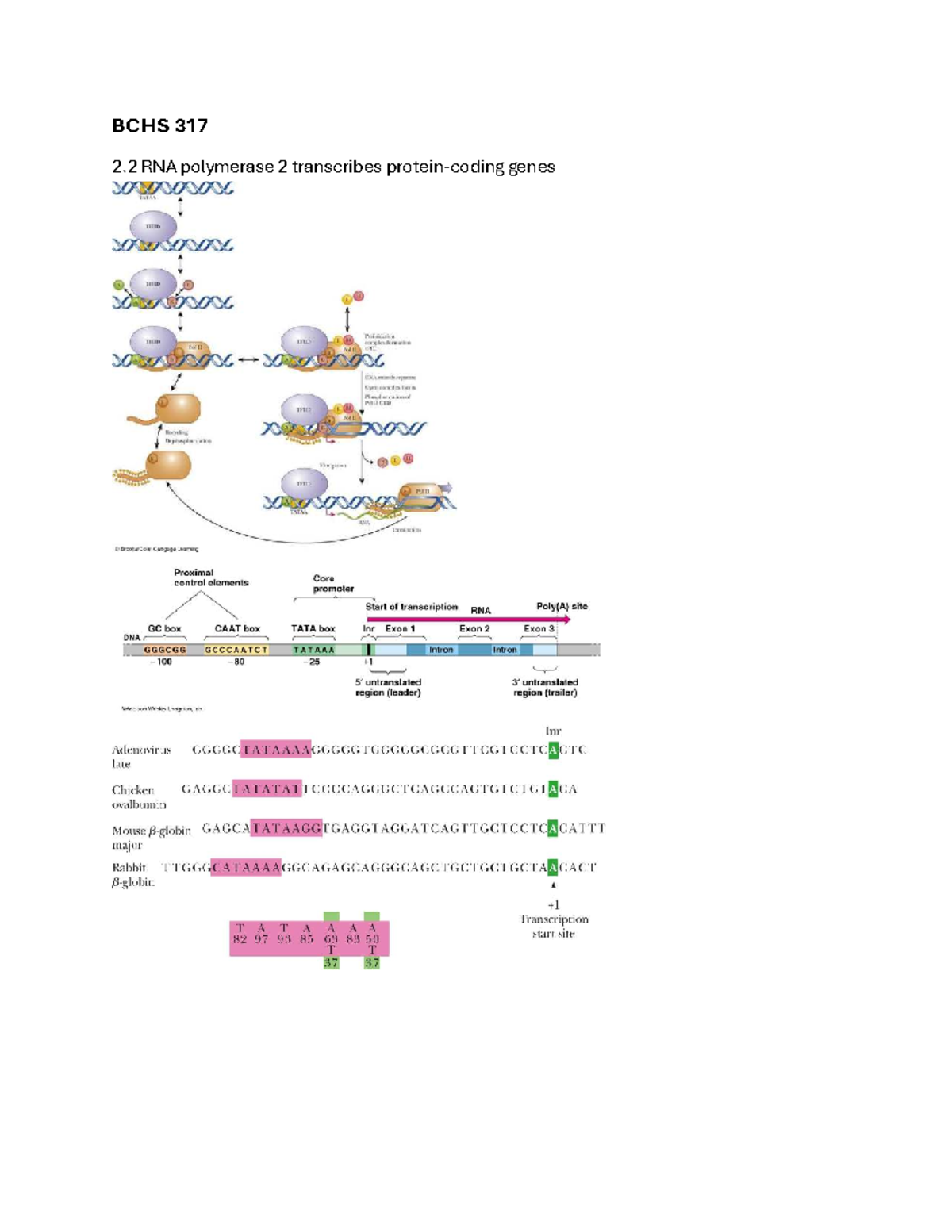 BCHS 317 RNA Polymerase II and Mediator Models Diagrams - Studocu