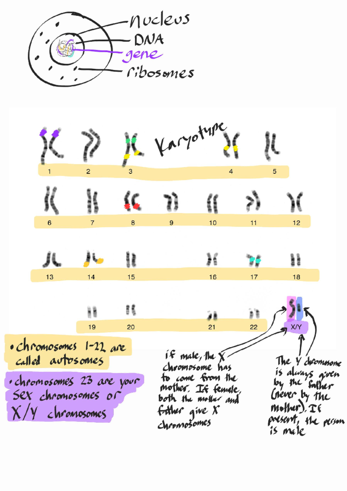 DNA and Protein Synthesis Notes (BIO 101) 2022-2023 - Studocu