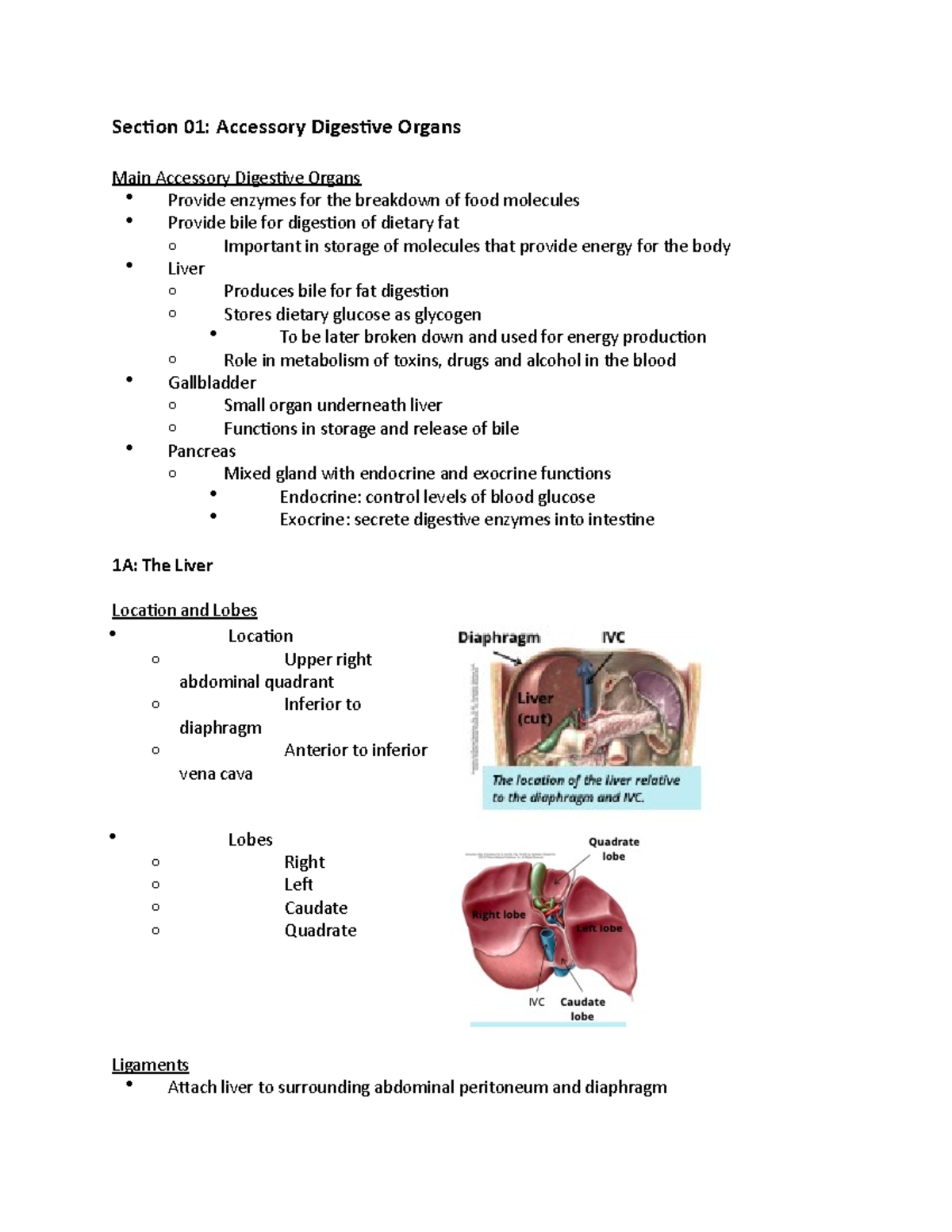 ANAT100 - Module 11 - Accessory Digestive Organs & Urinary System - Studocu