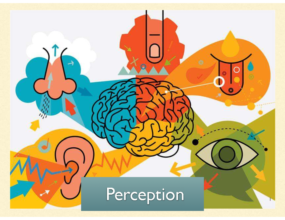 Sensation and Perception Overview - PSY 101 Lecture Notes - Studocu