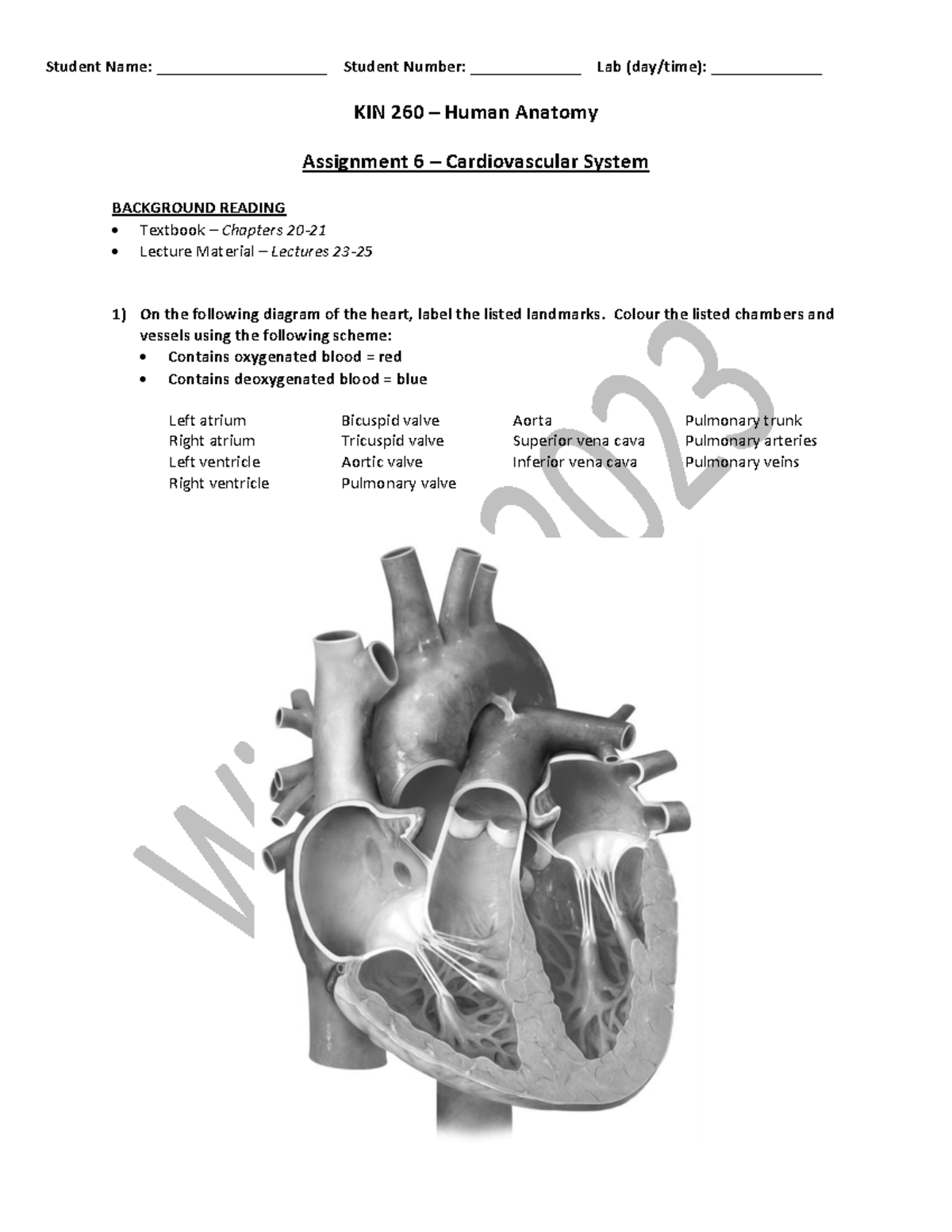 KIN 260 - Assignment 6: Cardiovascular System Lab Practice - Studocu