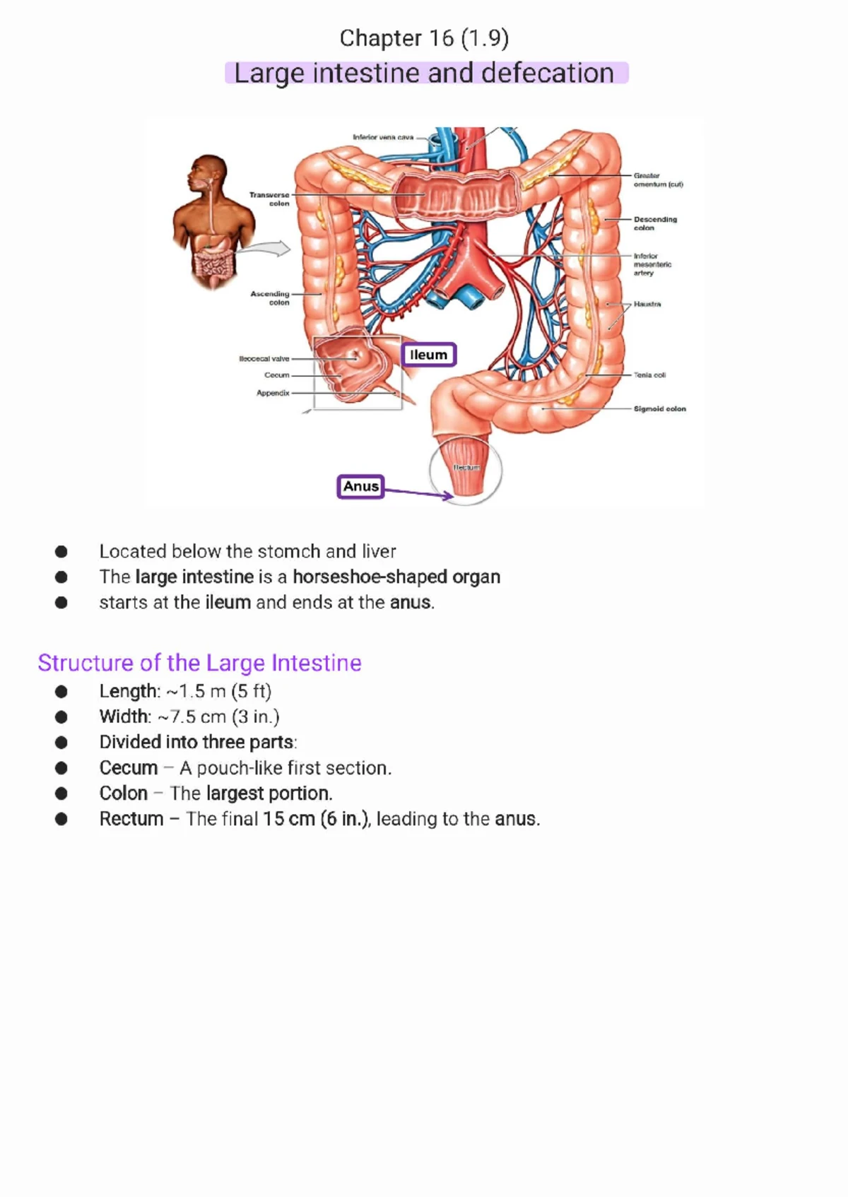 FLGX114 Digestion Practical Report and Results Analysis - Studocu