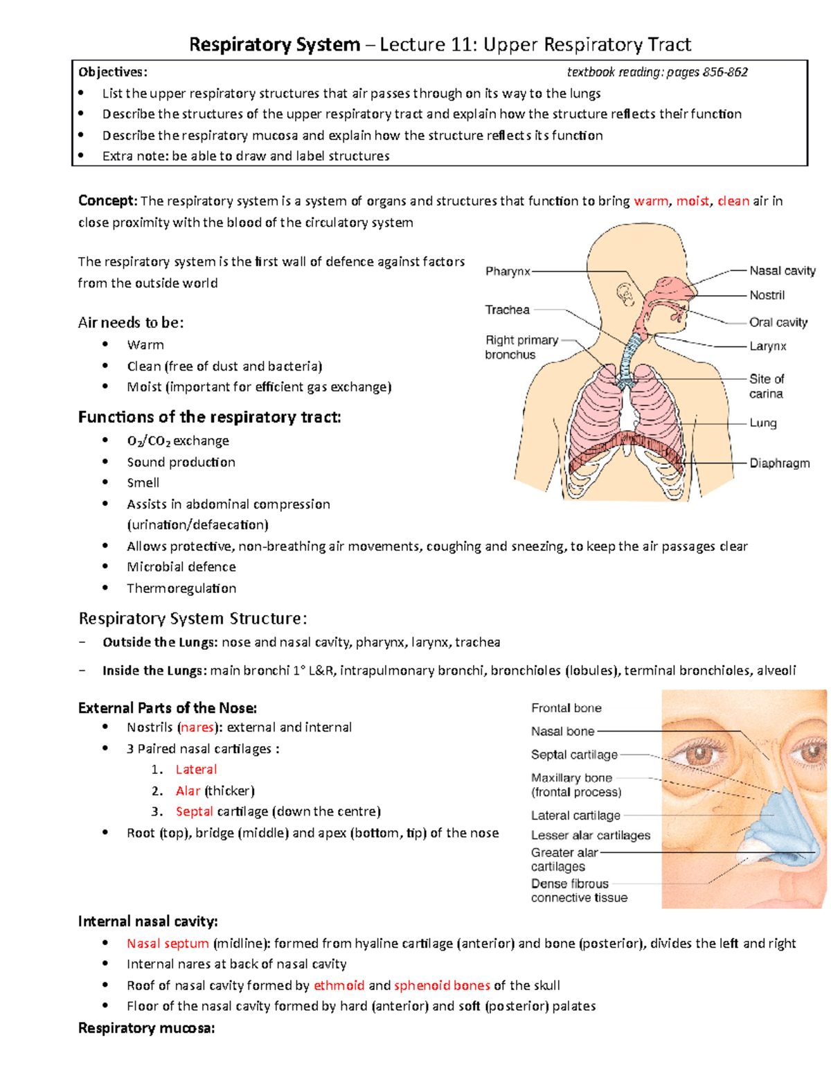 HUBS 192 - Lecture Notes on the Upper Respiratory System (Lectures 11 ...