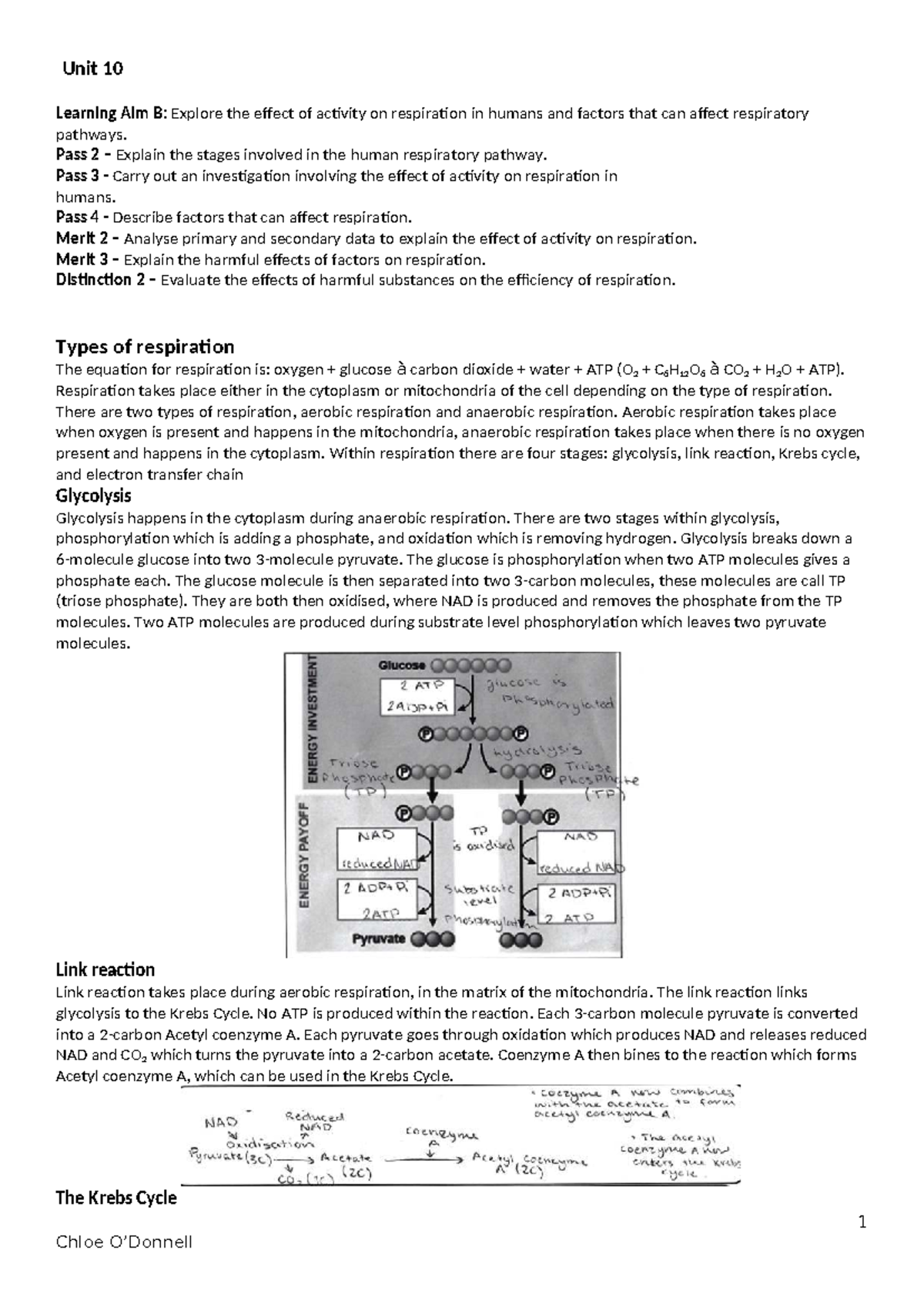 Unit 10 - Respiration: Effects of Activity & Factors - Merit Achieved ...