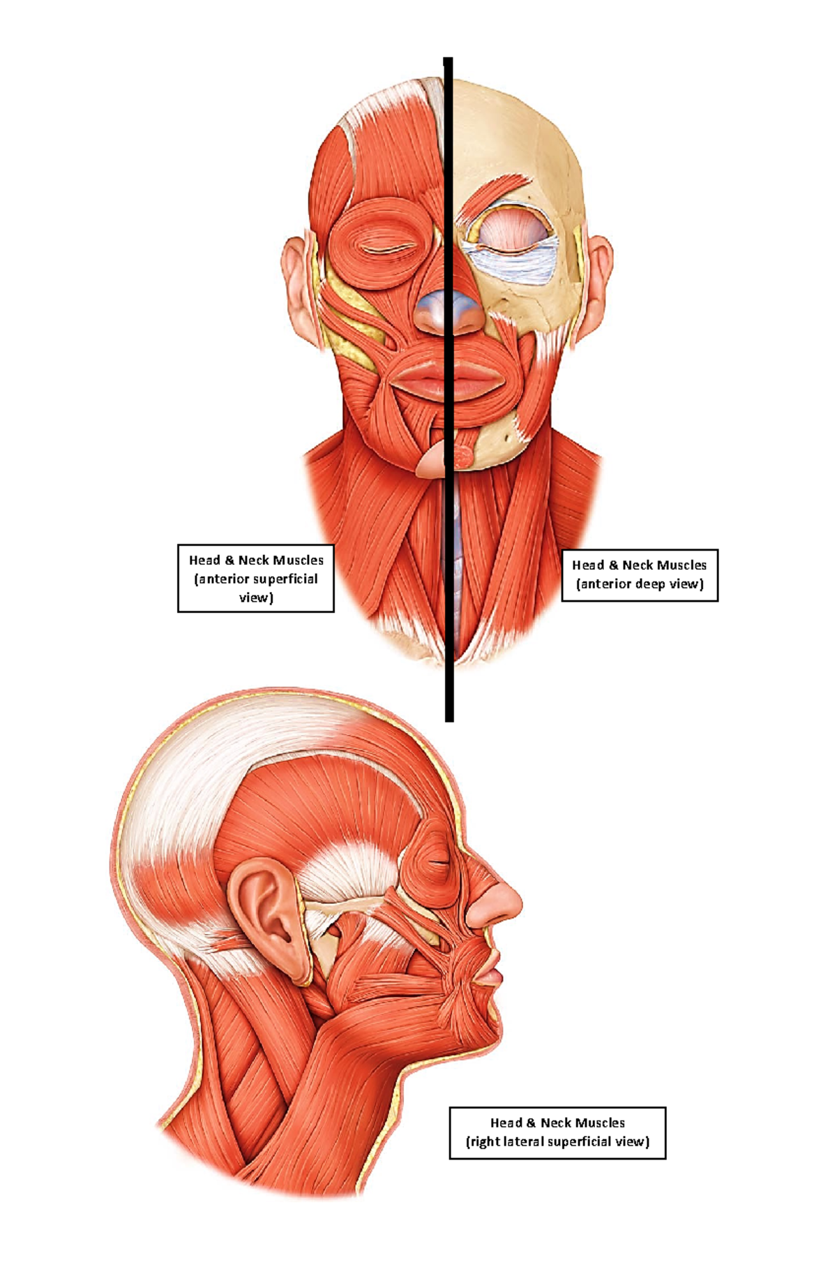 Muscular System Lab Activity: Detailed Anatomy of Head, Neck, & Trunk ...