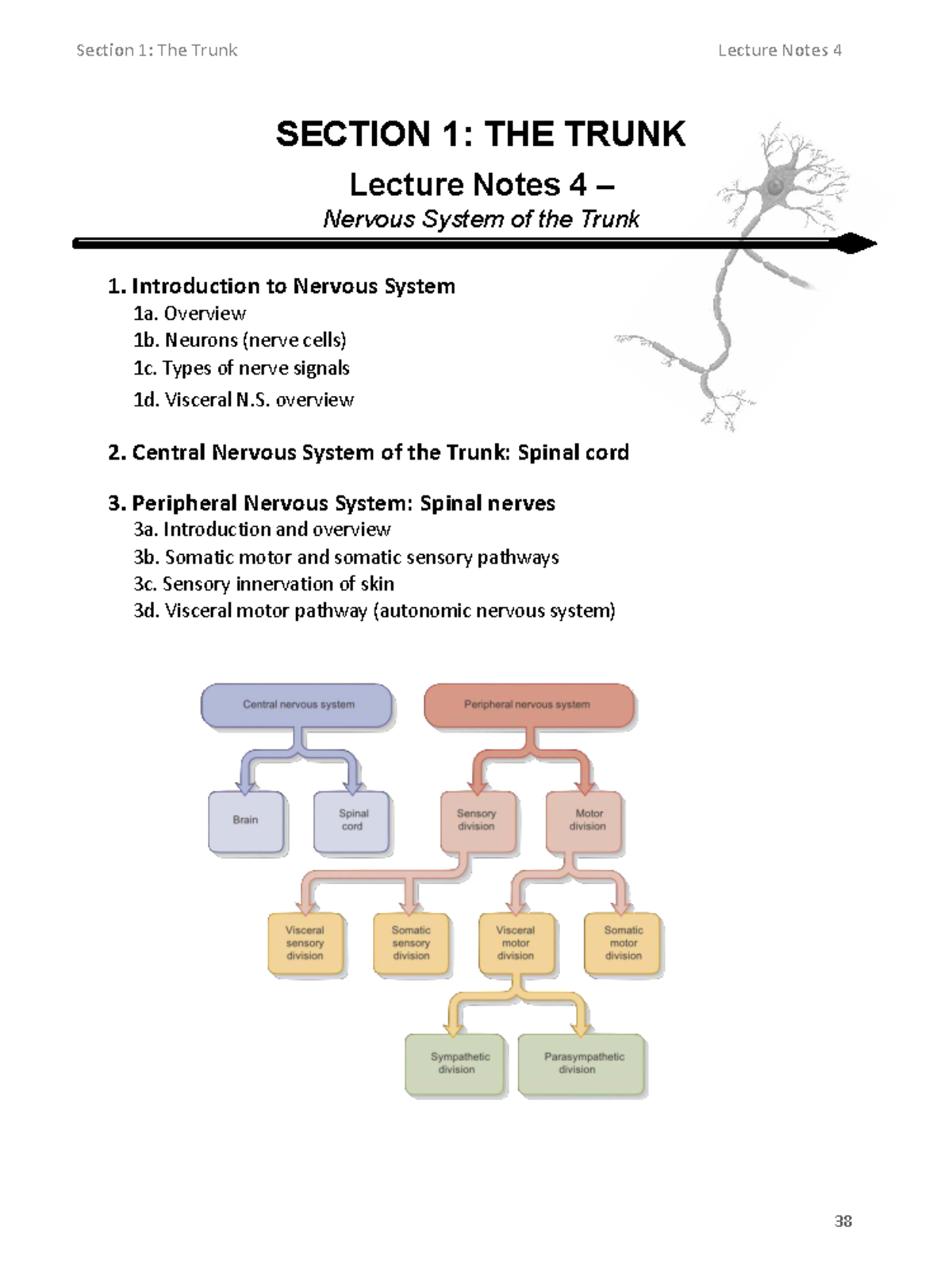 Lecture Notes 4: Nervous System of the Trunk - Studocu