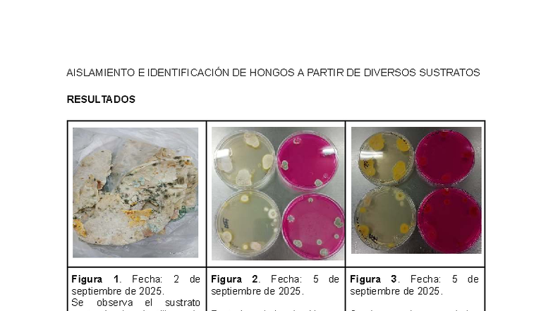 Mico P 1: Aislamiento e Identificación de Hongos en Sustratos - Studocu