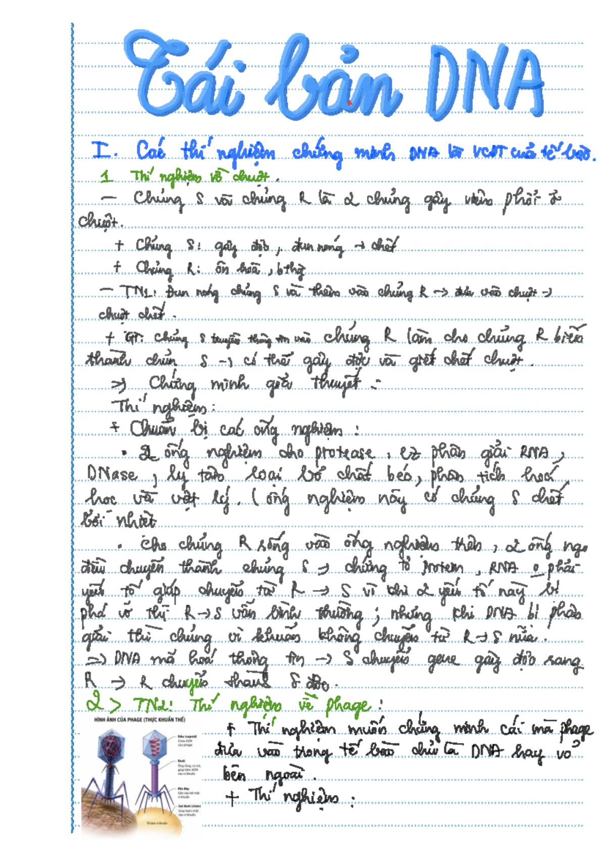 VB 101: DNA Structure and Replication Case Study Notes - Studocu