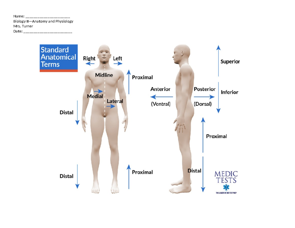 Biology II Anatomical Position Terminology Worksheet - Studocu
