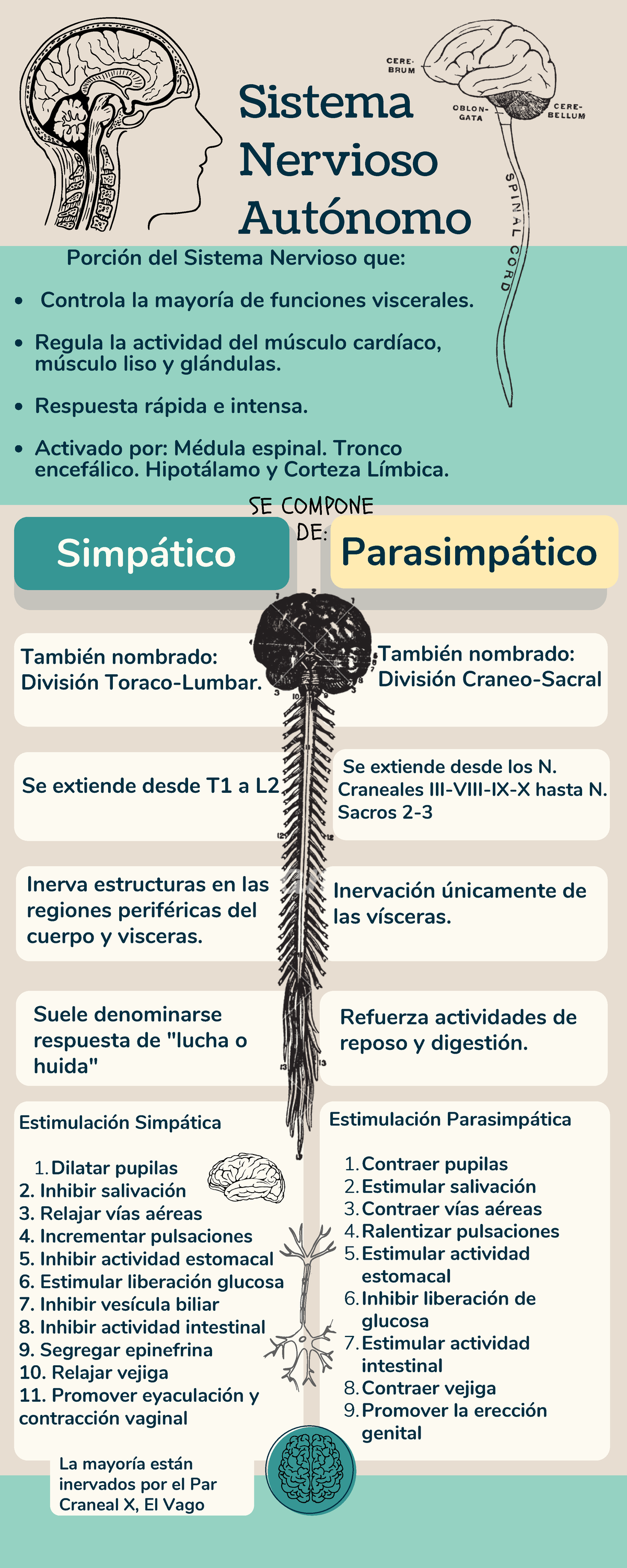 Sistema Nervioso Autnomo