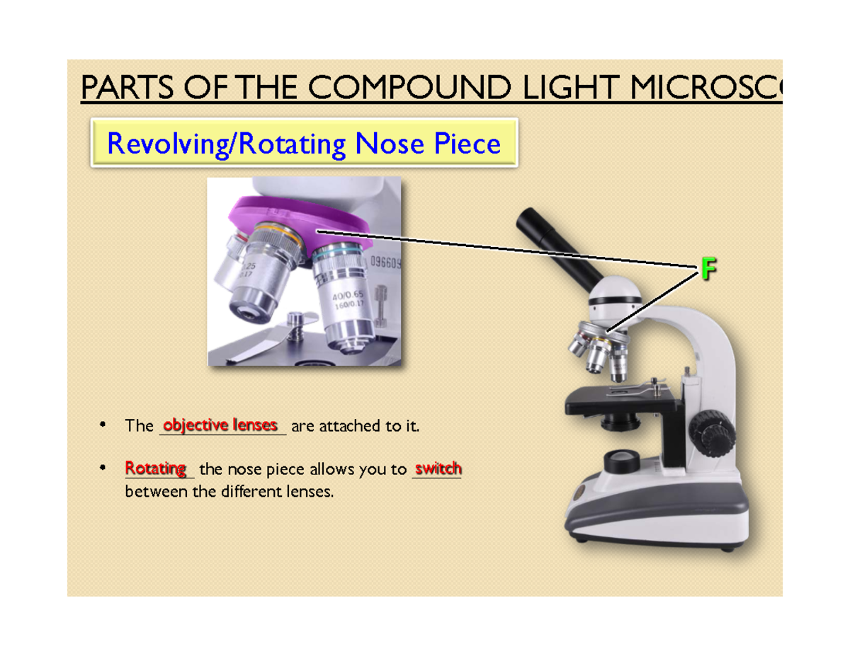 EOC Bio - Part 16 of 16: Parts of the Compound Light Microscope - Studocu