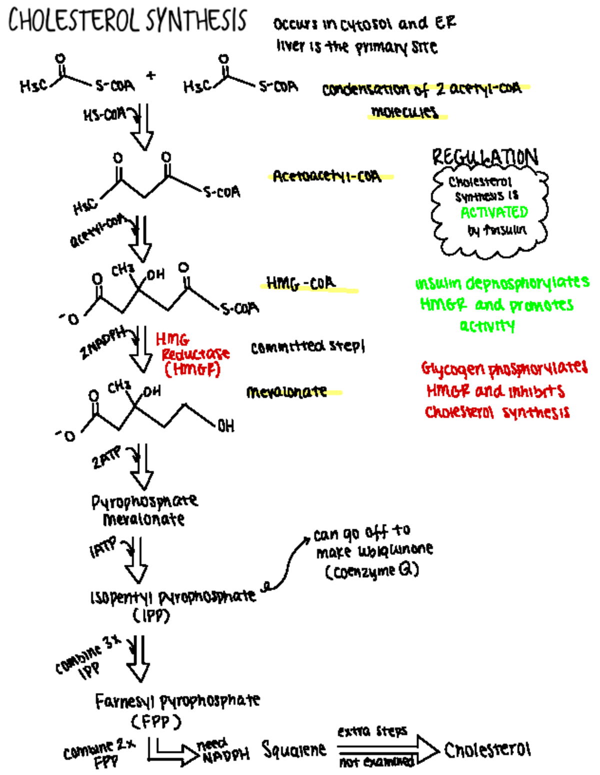Biochem Cholesterol Biosynthesis Summary Sheet - ####### Occurs in ...
