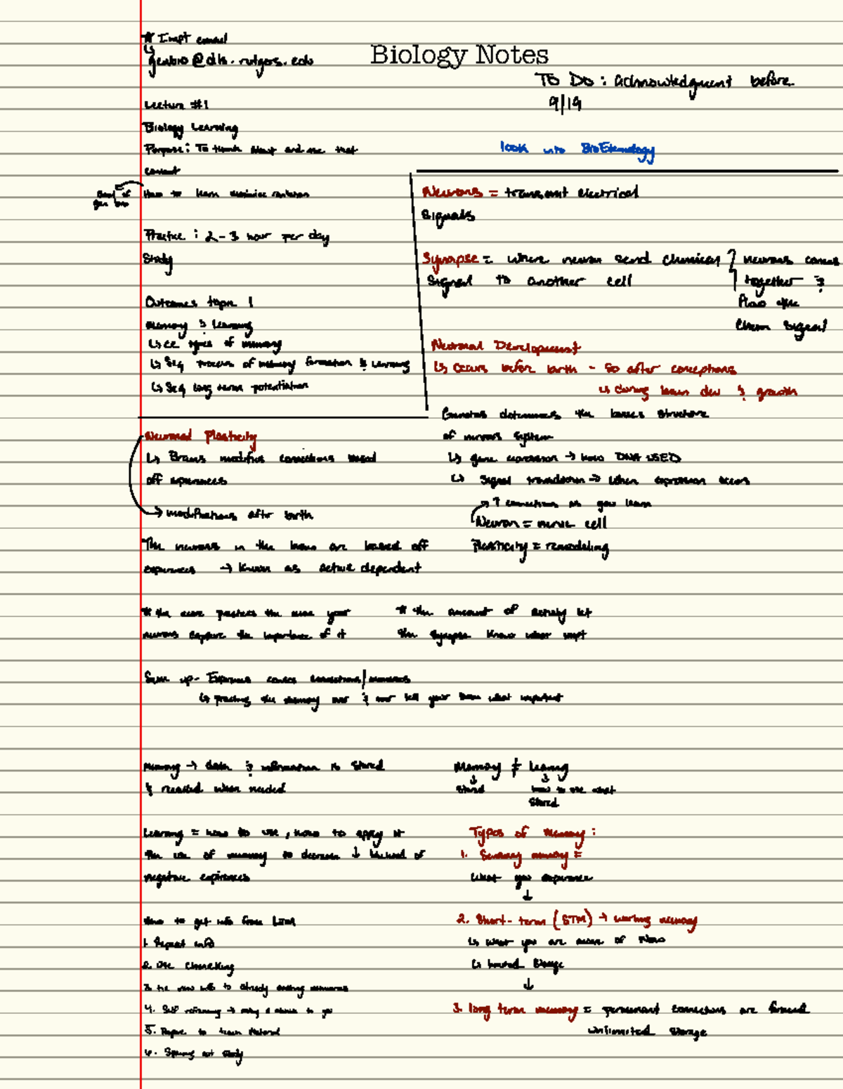 Biology 101: Comprehensive Lecture Notes on Neurons and Memory - Studocu