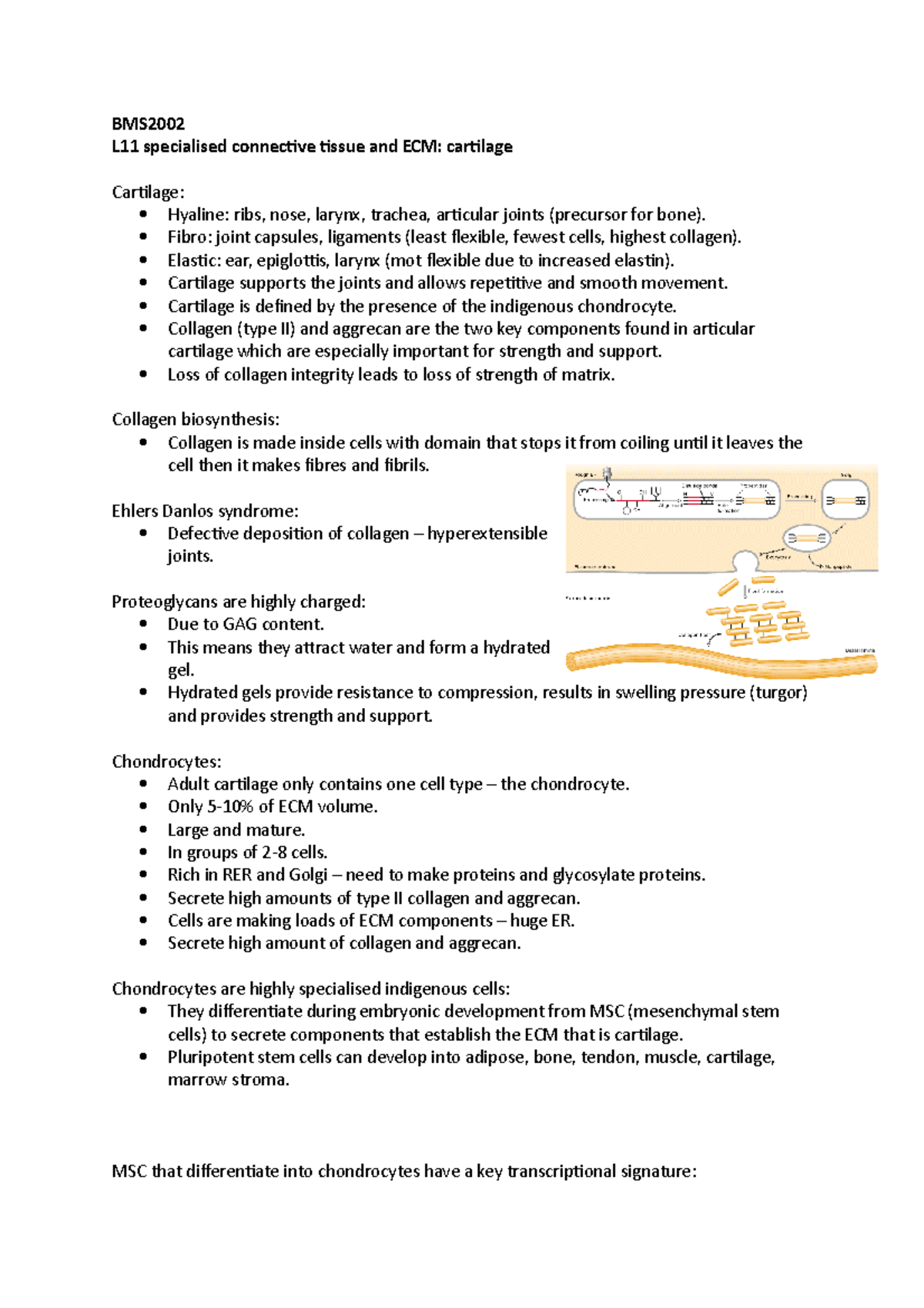 Lecture 11 - Specialised connective tissue and ECM: cartilage - BMS L11 ...