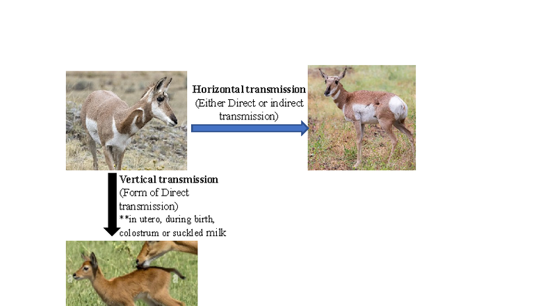 Picture of Wildlife Diseases - Modeling Dynamics of Communicable and Infectious ...