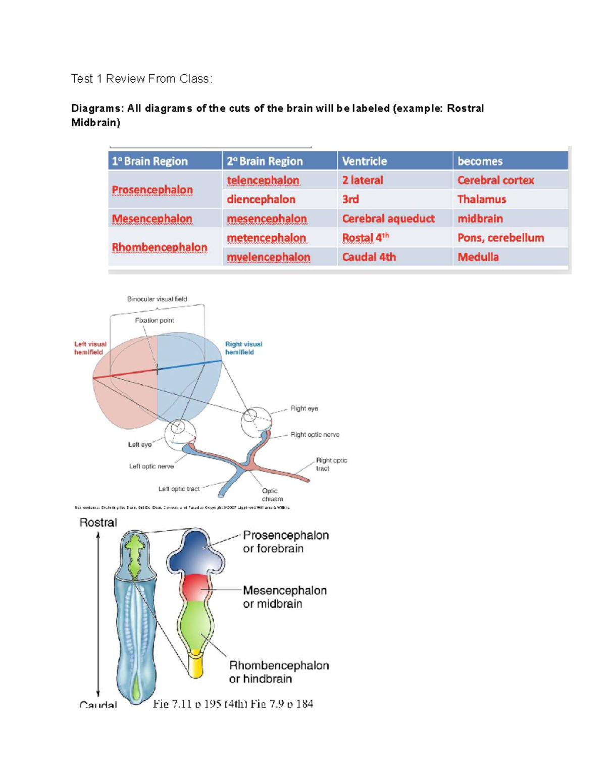 Neuroscience Test 1 Review: Brain Diagrams & Pathways - Studocu