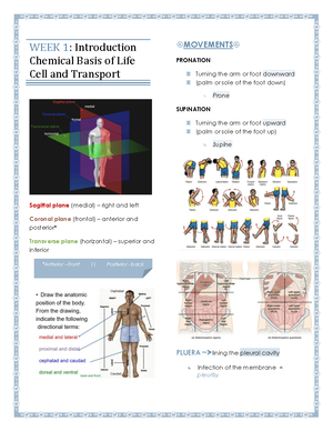 Lecture Notes Introduction to Human Anatomy and Physiology - I ...
