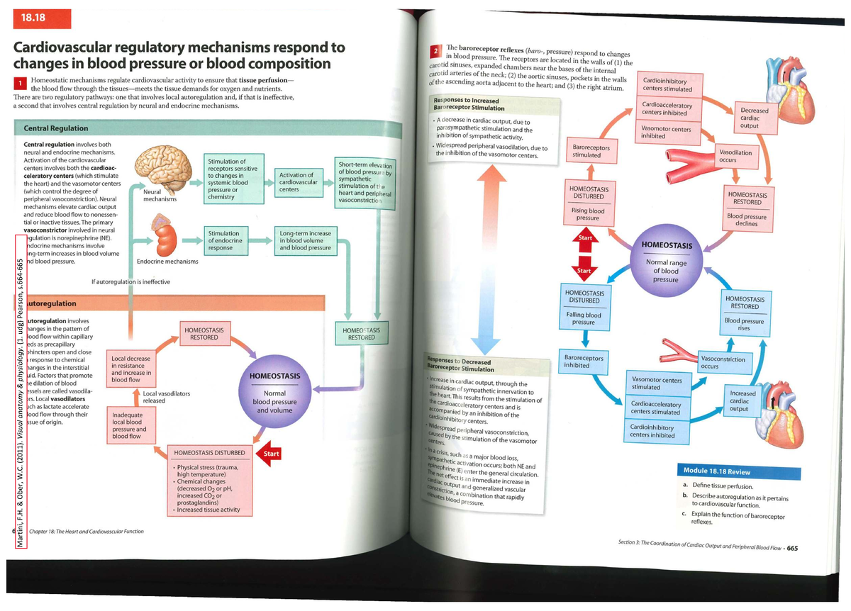 Cardiovascular Regulation and Homeostasis: Martini F. 664-665 - Studocu