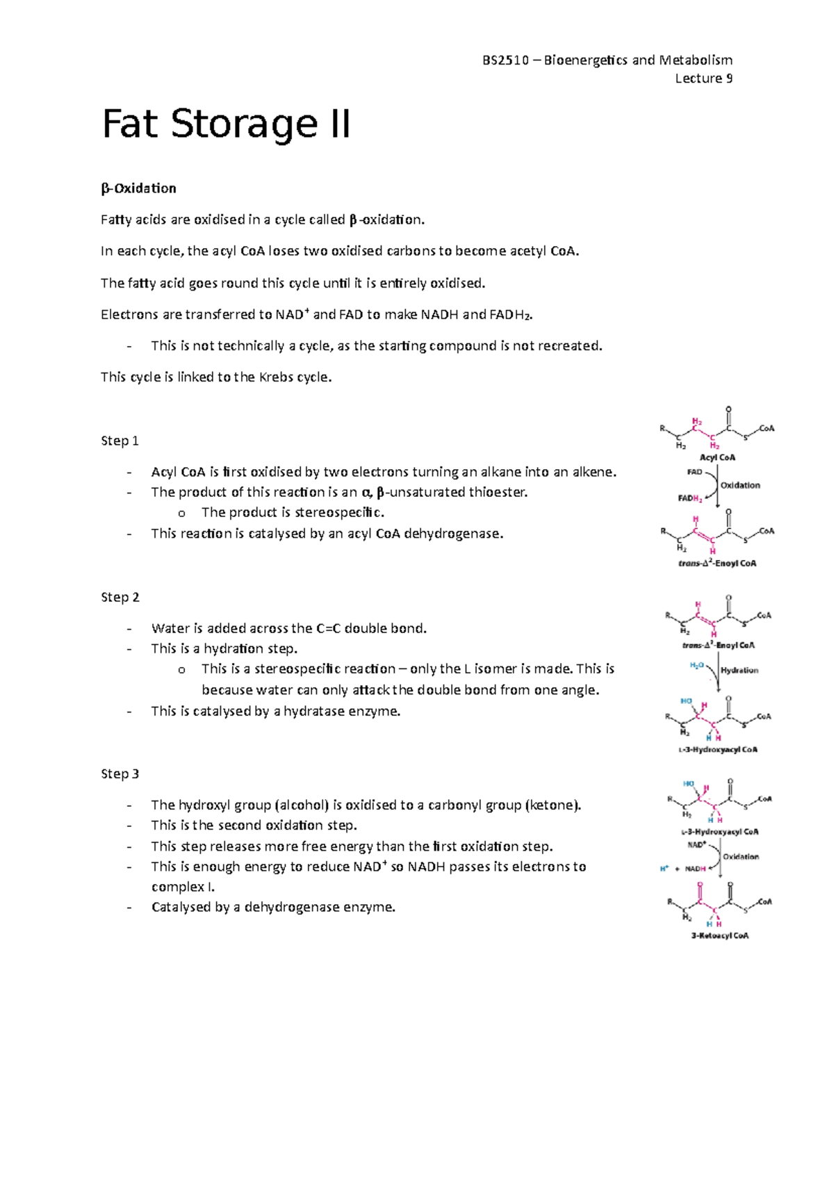 9 - Fat Storage II - Lecture notes 9 - BS2510 – Bioenergeics and ...