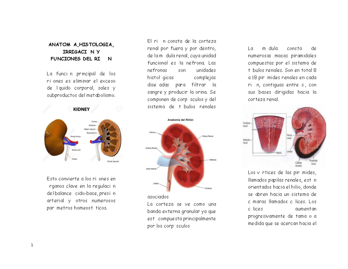 Anatomia Riñon - GENERALIDADES DEL SISTEMA ENDOCRINO - ANATOMÍA ...