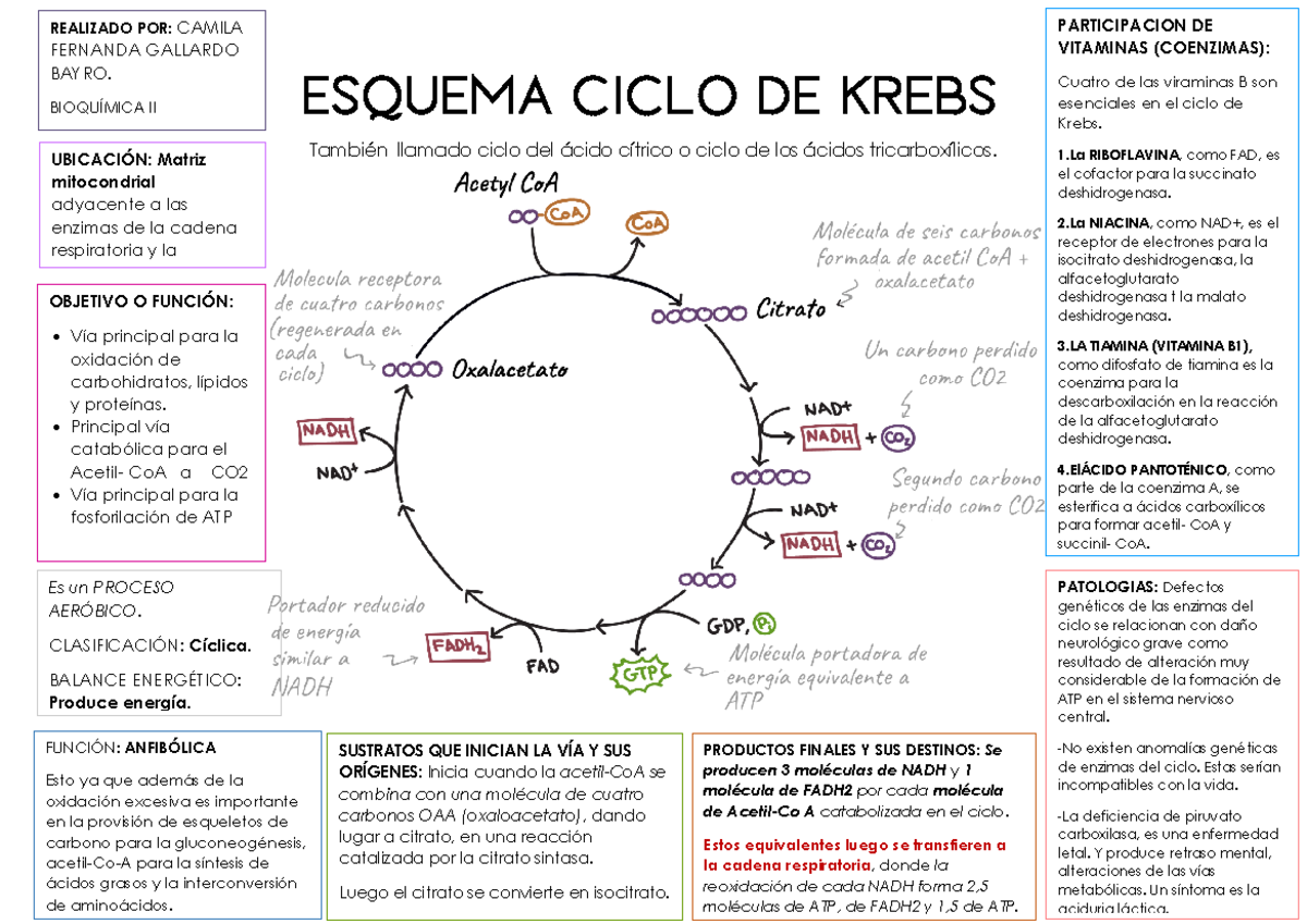 diagrama-do-ciclo-de-krebs-com-enzimas-respira-o-celular-o-que