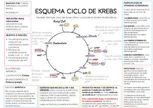 Tag Resumen Determinacion De Trigliceridos En Sangre Fecha De Revisi N Dra