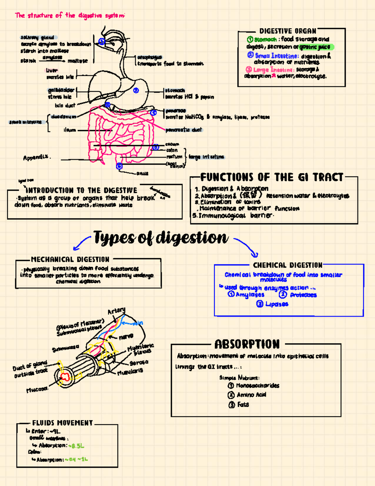 Lecture Notes topic 9 - BIO 111 - Introduction to the digestive ...
