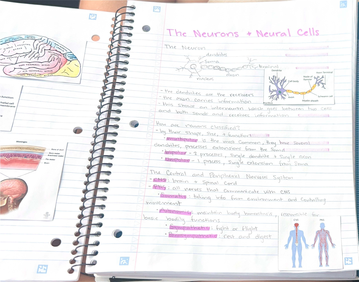 Final Exam Study Guide: Key Topics on Neurons and Nervous System - Studocu