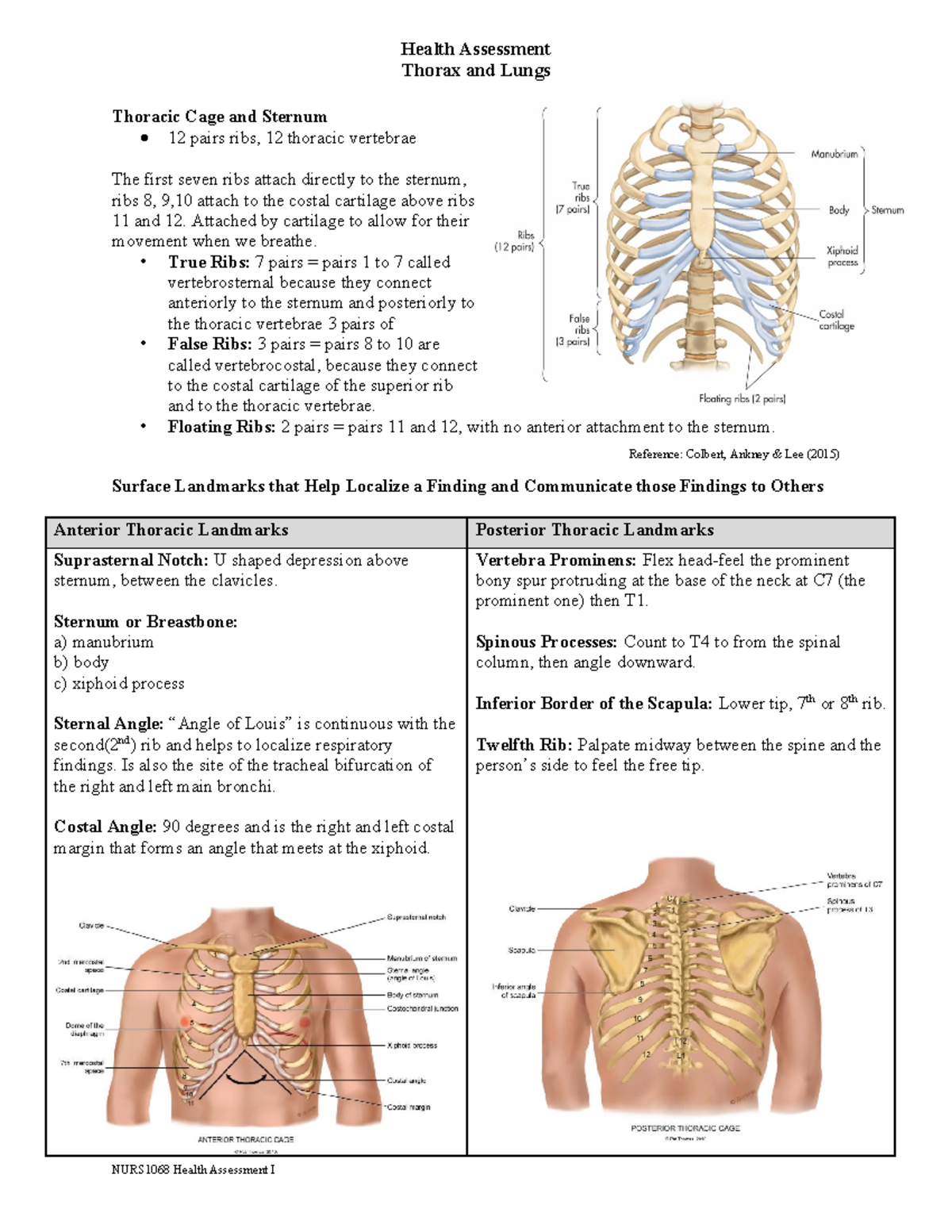 Thorax and Lungs Overview - Health Assessment Thorax and Lungs Thoracic ...