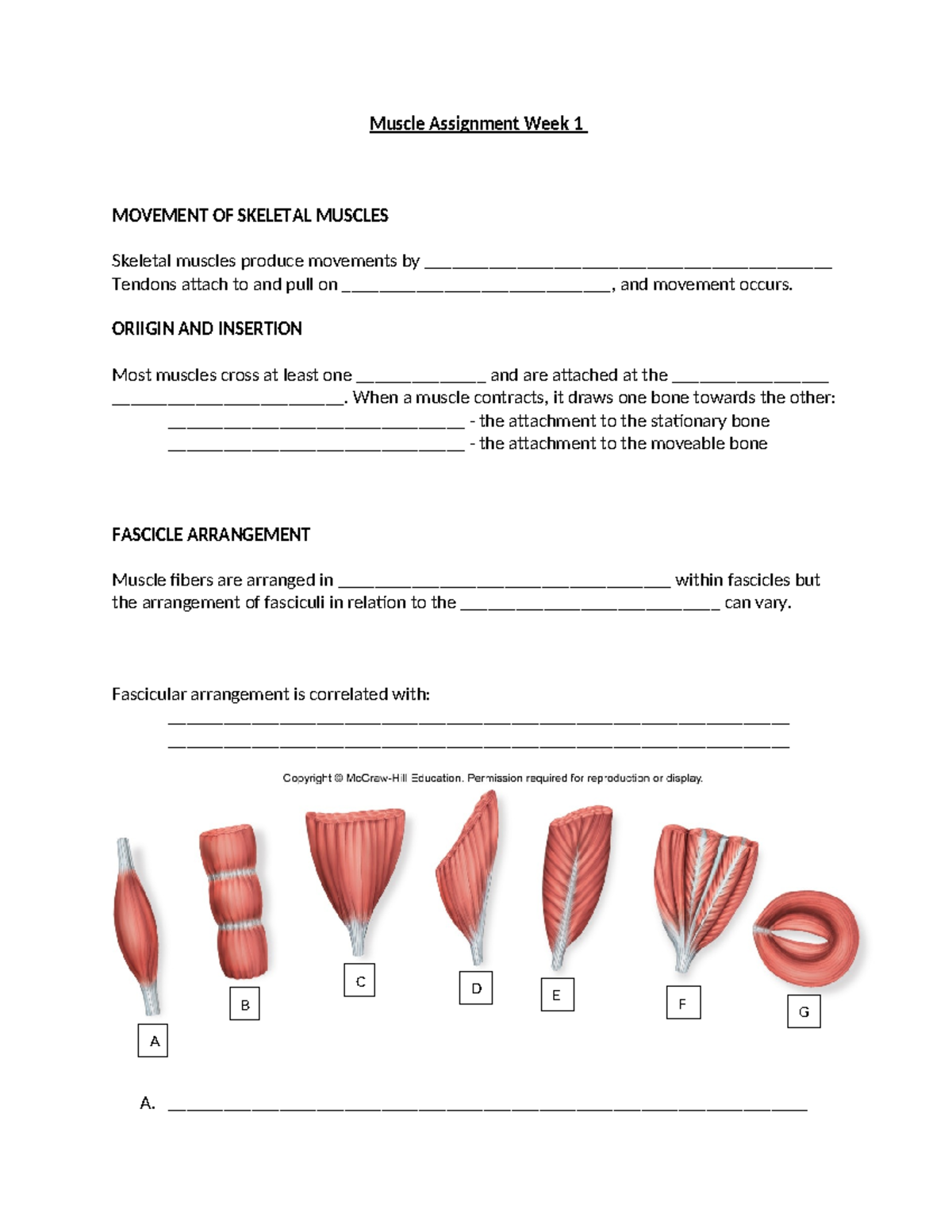 Week 1 Muscle Assignment - Muscle Assignment Week 1 MOVEMENT OF ...