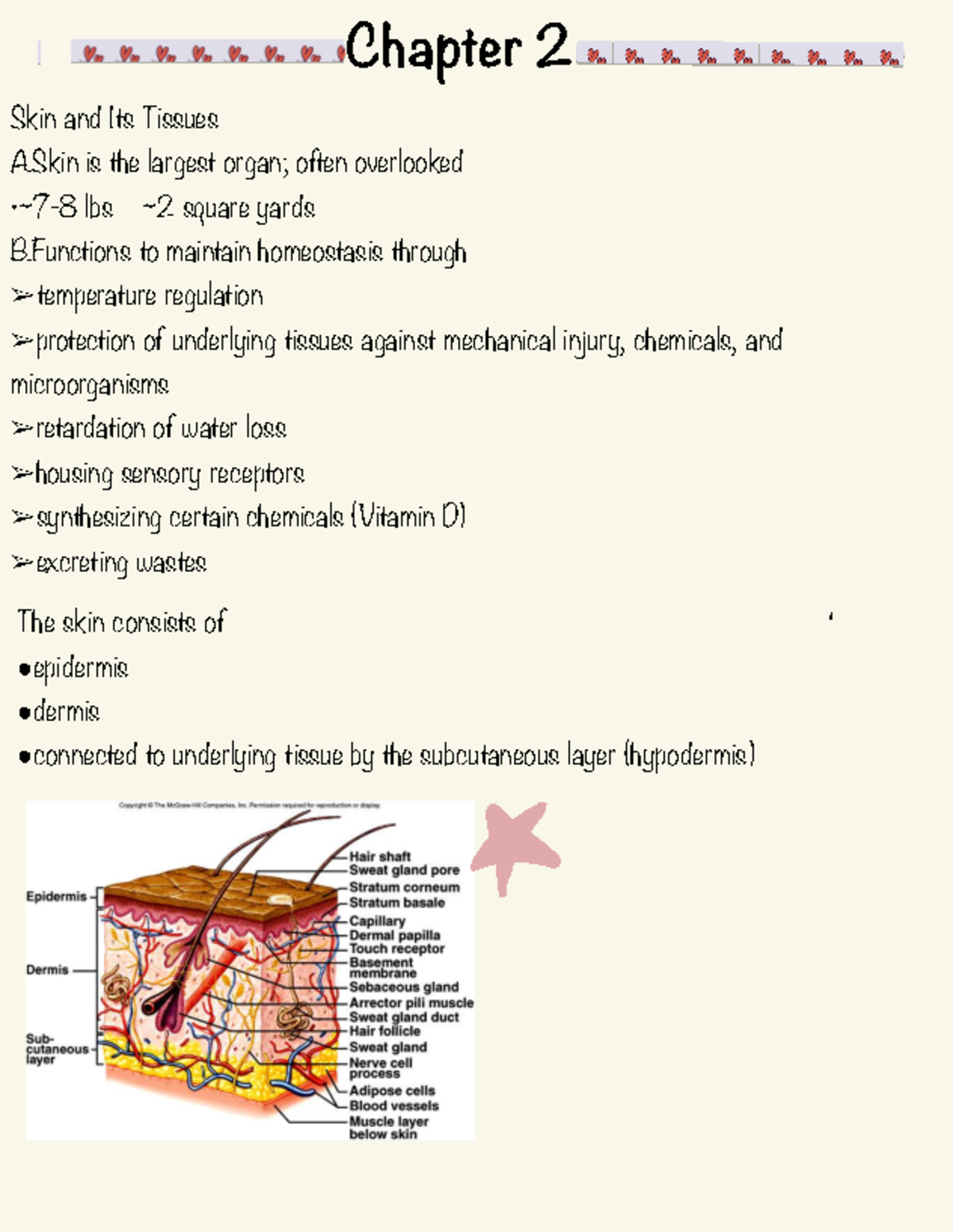 Anatomy and Physiology of Skin, Bone, and Cartilage: AP 101 Overview ...