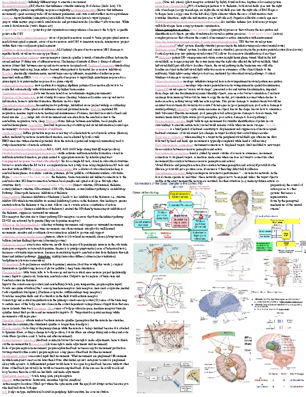 APA 3150 - Midterm Study Guide: Movement, Neurons, and Perception - Studocu