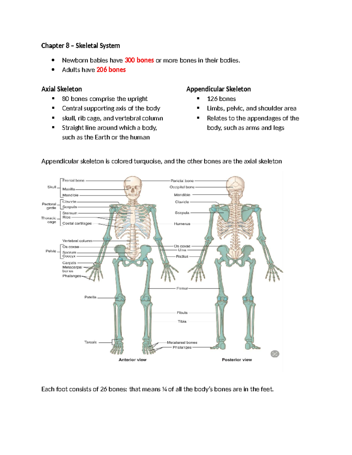 Chapter 8 - Skeletal System Overview and Key Concepts - Studocu